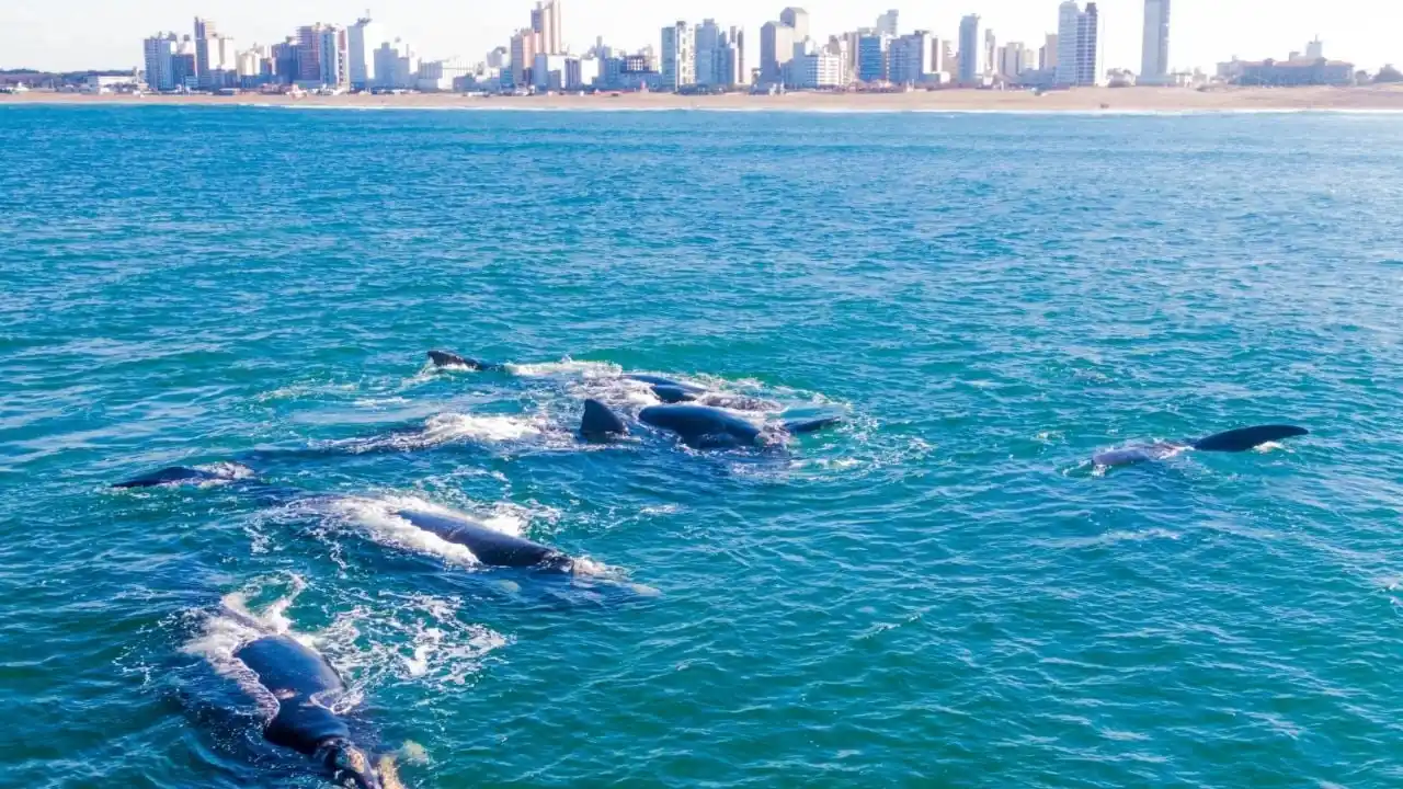Ahora las ballenas pasan más tiempo en Necochea