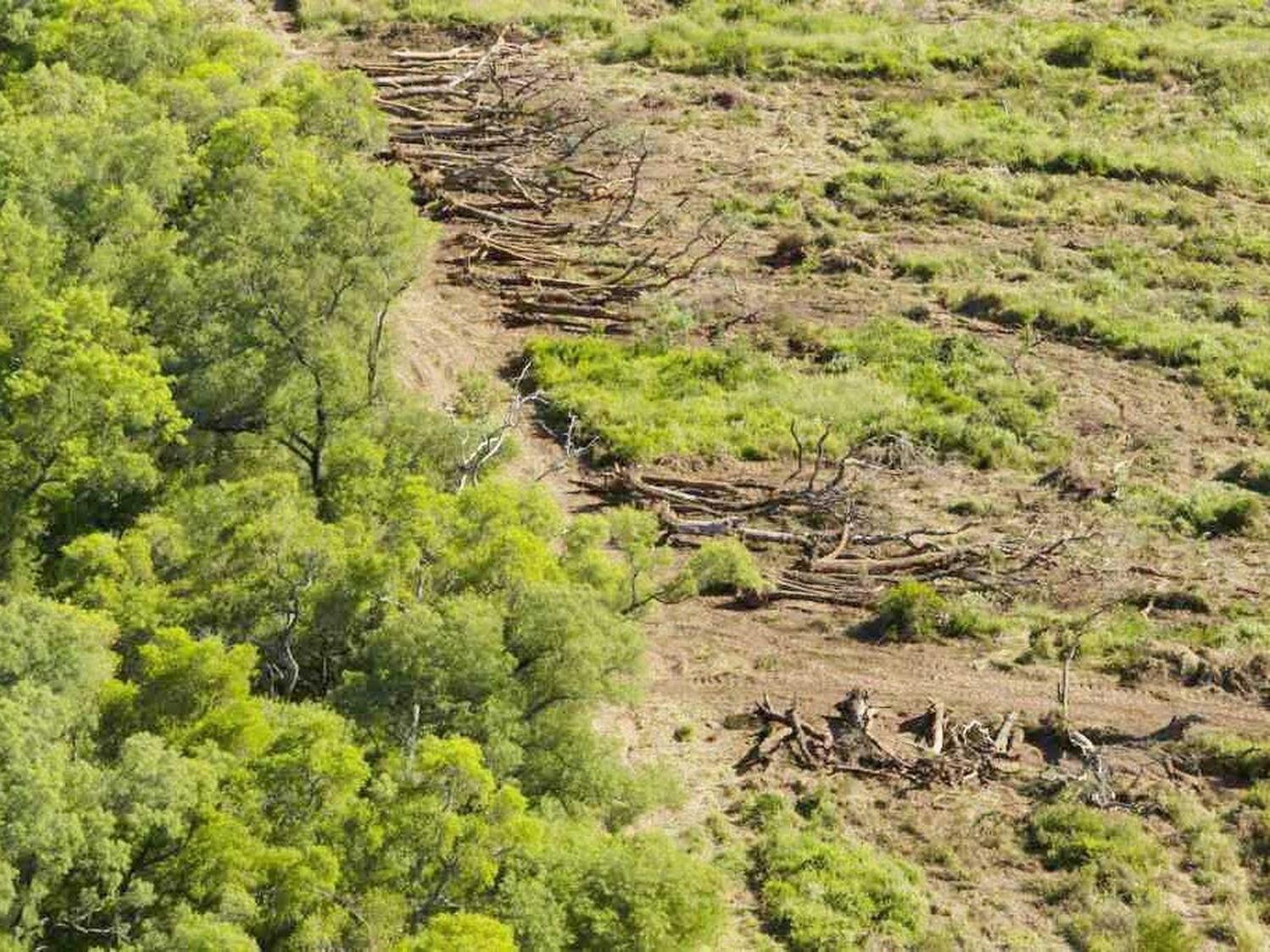 El Gobierno provincial reconoció que
se pierden miles de hectáreas sin control