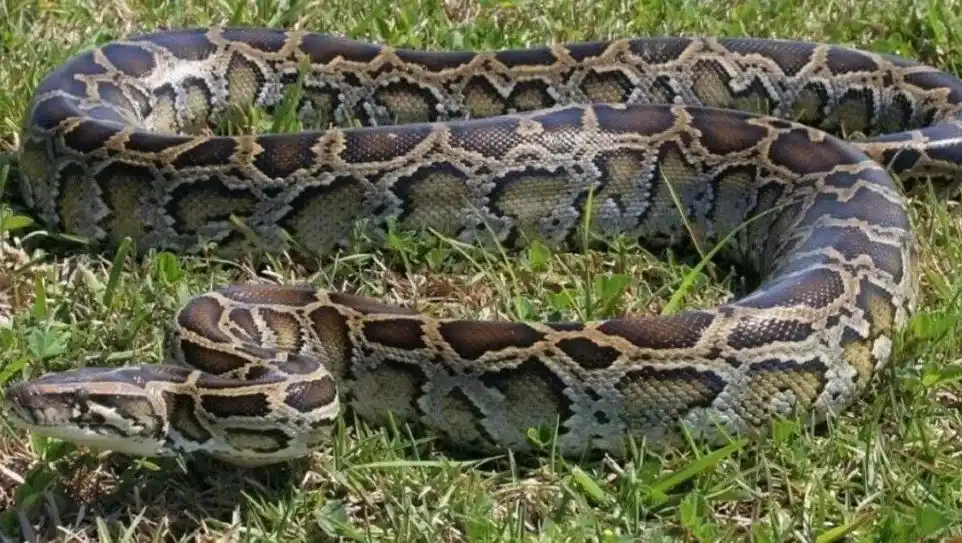 Una serpiente explotó tras comerse una vaca entera y un granjero filmó todo