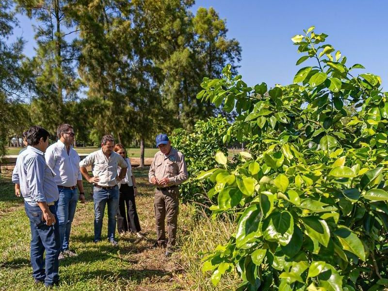 La provincia de Formosa recuperó su
estatus de área libre de HLB en cítricos
