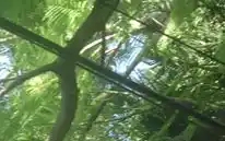 Peligro en Baradero por un árbol electrificado al alcance de la mano