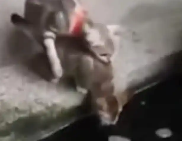 Video: Un inmenso pez casi se come a un gatito