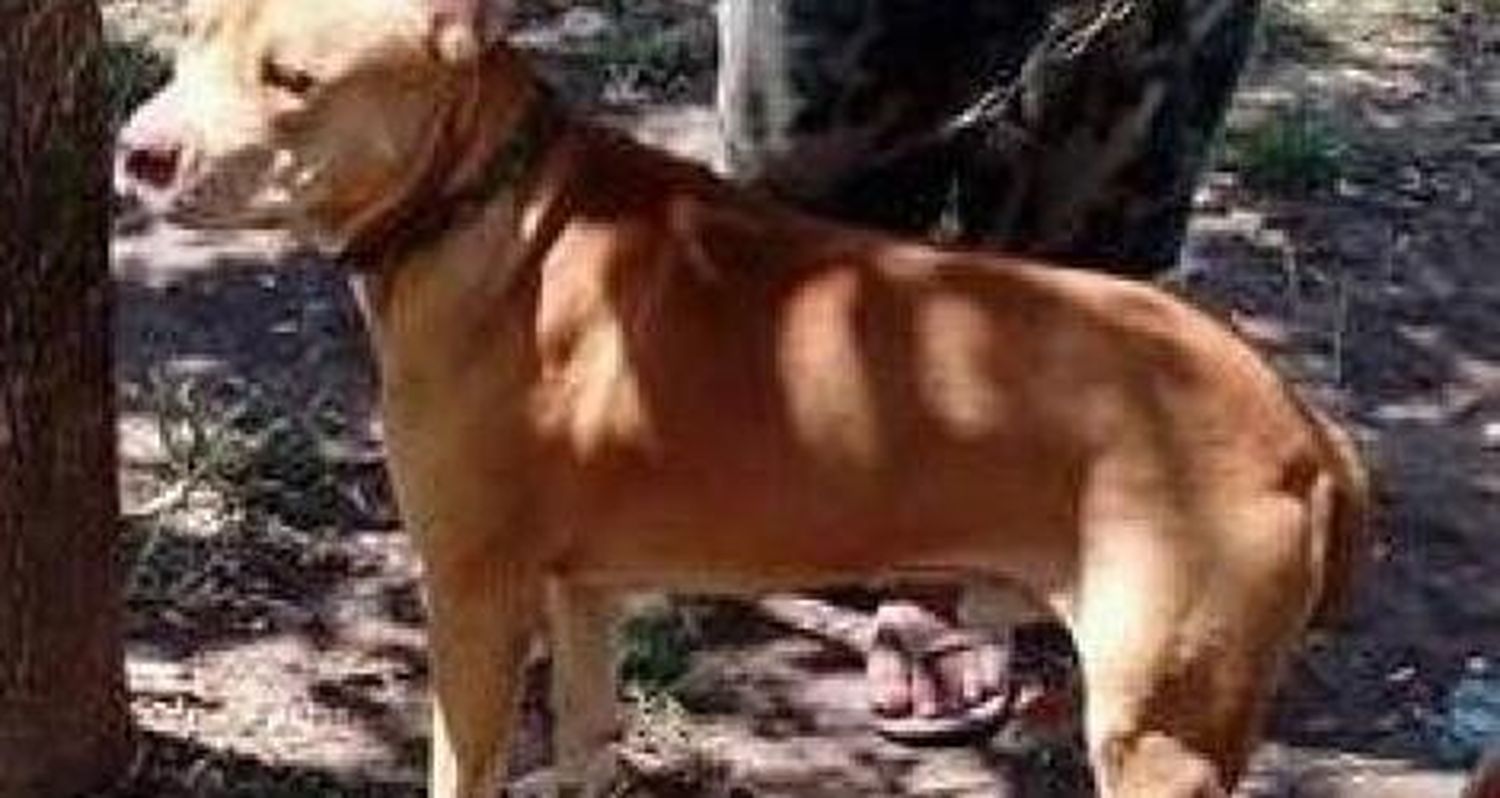 Mascota perdida