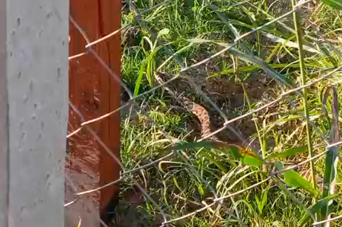 yarara serpiente culebra cuidado - 1