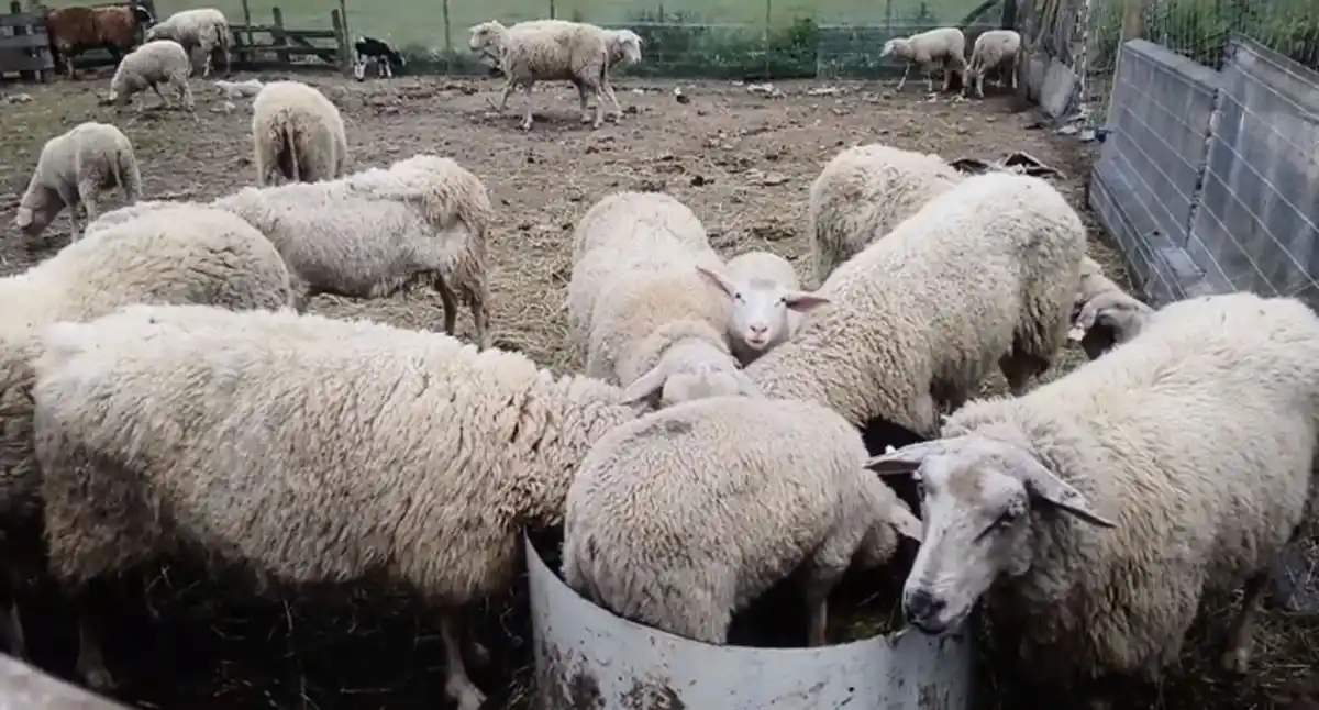 Sarna ovina: nuevos requisitos para el rotulado de productos inyectables