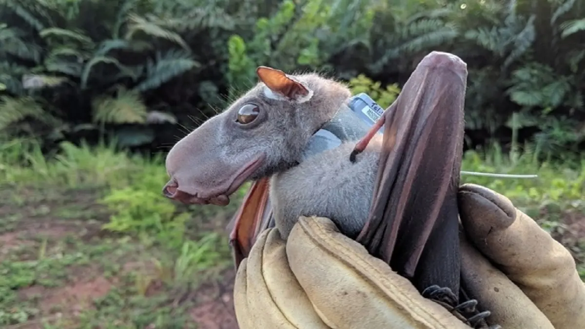 GÁRGOLA o MURCIÉLAGO: te presentamos al «Hypsignathus monstruoso»