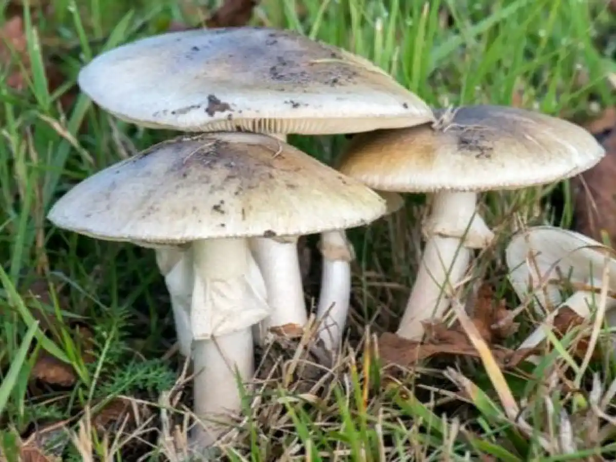 Comió “el hongo de la muerte”  en Calamuchita y está muy grave  
