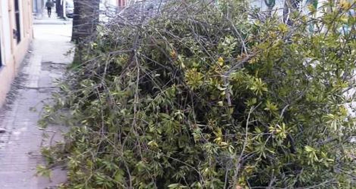¿Quién se lleva las ramas?