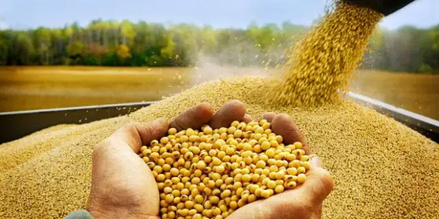 Coronavirus: afectó al mercado de granos