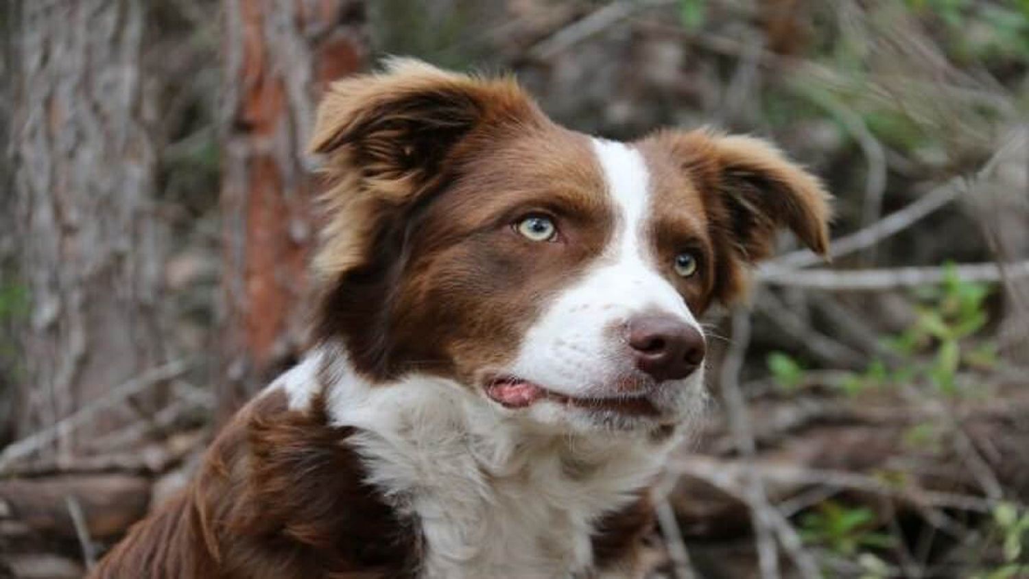 Si  crees que «firu» casi te habla, no estás loco: detectan crecimiento  del cerebro de los perros
