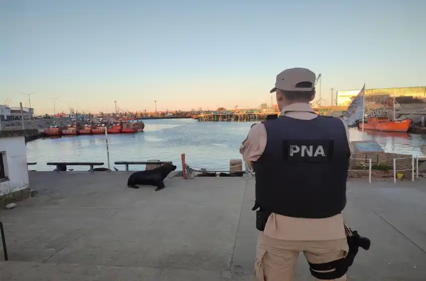 Prohíben el acceso a la escollera sur tras confirmarse contagios de gripe aviar en lobos marinos