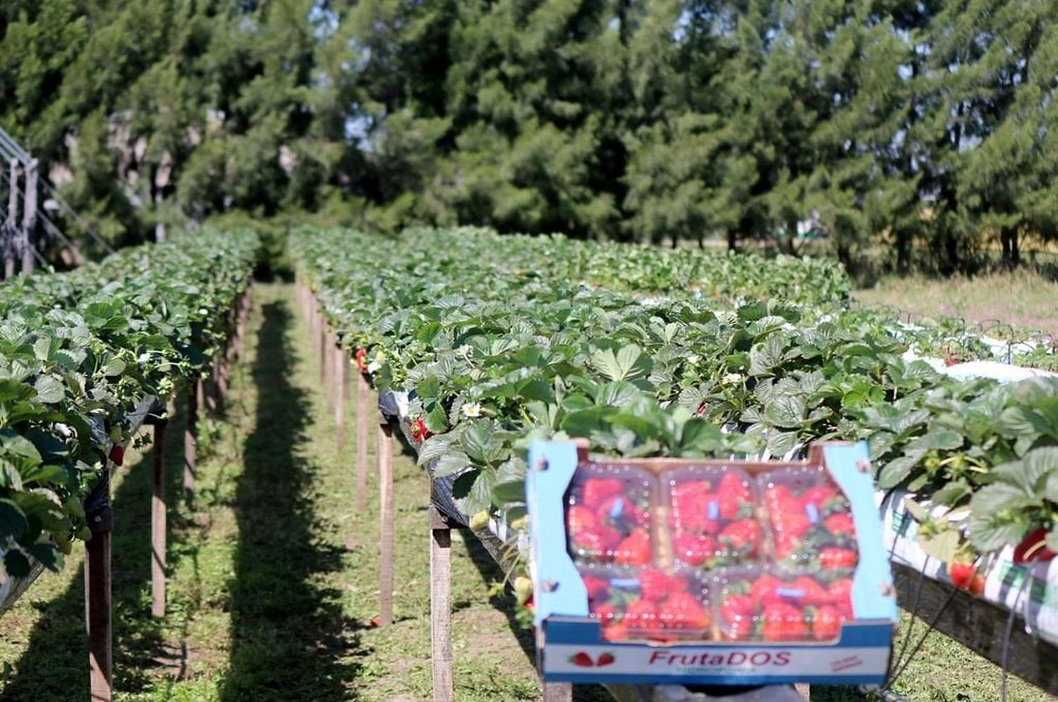 Para junio se espera la "primicia", primera frutilla de la Argentina en Coronda.