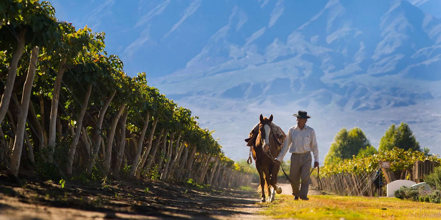 Torrontés, un símbolo de la argentinidad