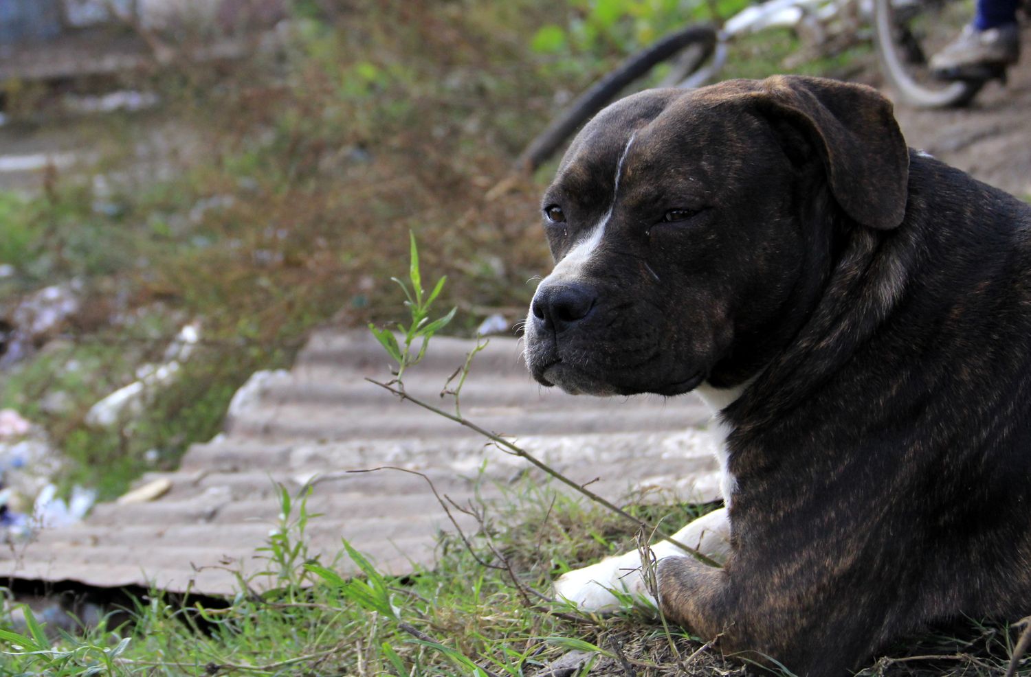 Proteccionistas vuelven marchan en contra el maltrato animal y piden la intervención del HCD