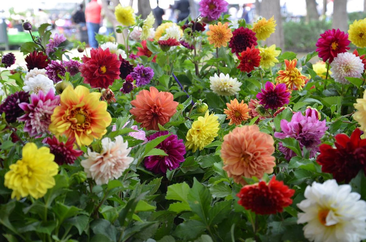 El Municipio licita la renovación del mercado de flores del Cementerio