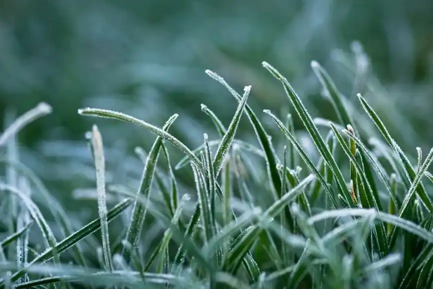 Pronóstico agroclimático