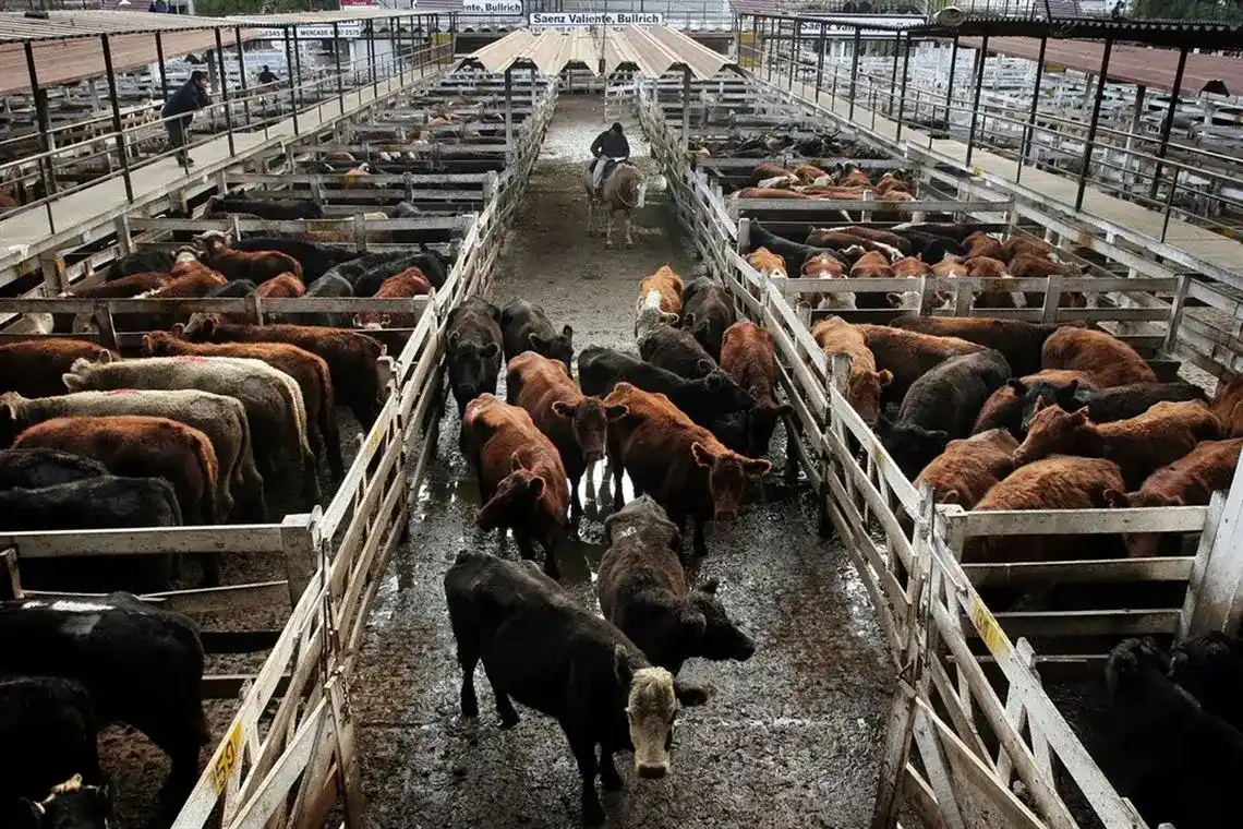 Leve mejora de los negocios en el Mercado Agroganadero de Cañuelas