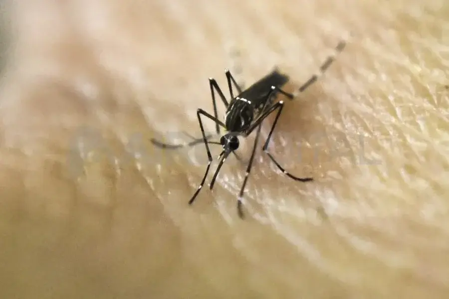 Dengue en Sunchales: confirmaron nuevos casos y ya suman 34