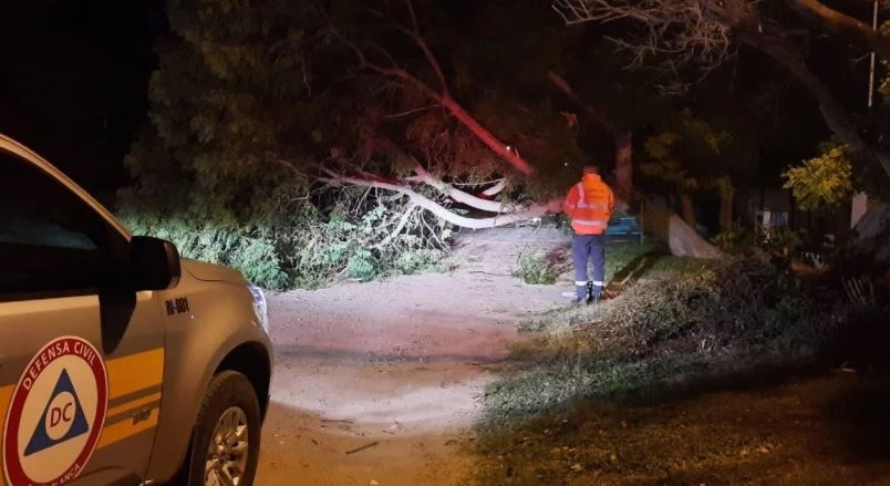 Temporal bonaerense: Otra vez caída de árboles y postes en Bahía Blanca
