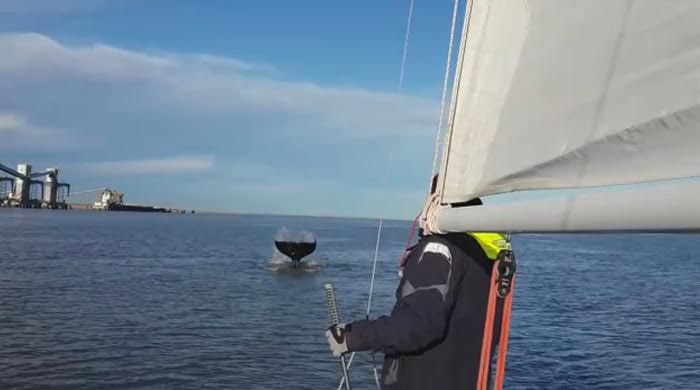 Video: Una orca en el puerto de Ingeniero White