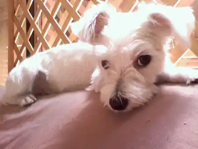  ¿Por qué los perros pequeños viven más?