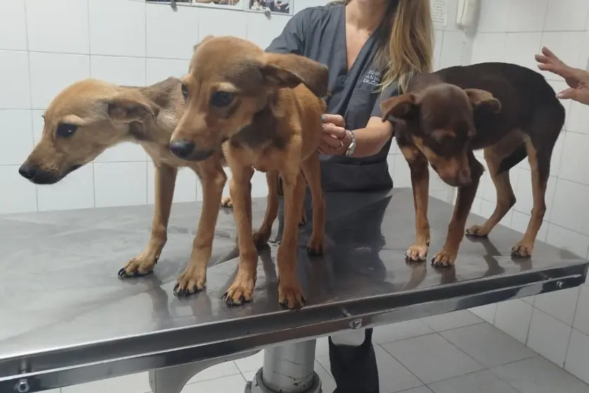 Perros en estado de abandono.