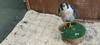 Un Halcón Peregrino fue rescatado y devuelto a su hábitat