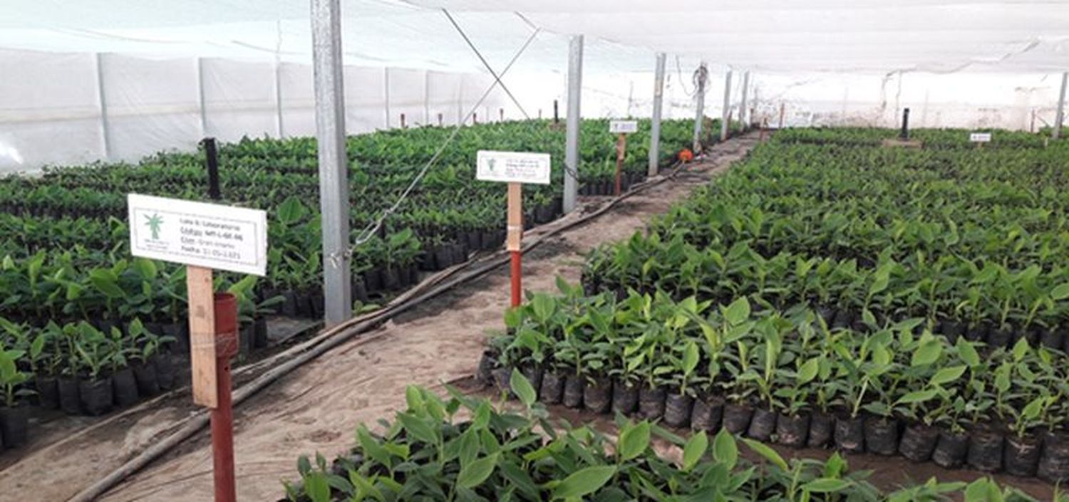 Entregarán vitroplantas a pequeños productores de áreas bananeras