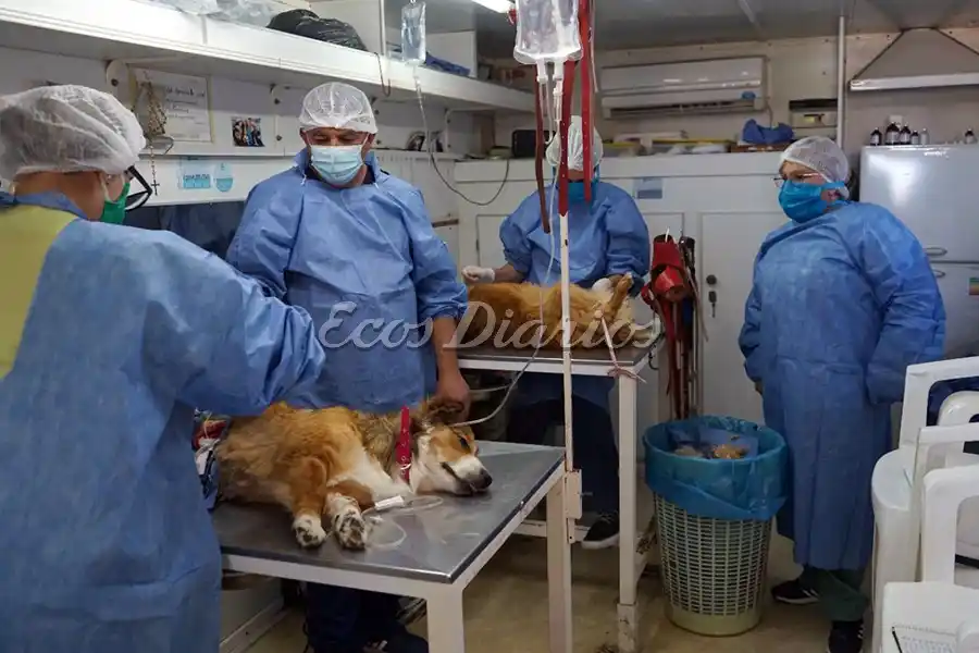 Se hicieron 33.500 cirugías a mascotas