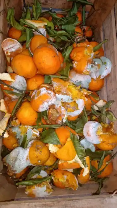 En este estado fue retirada la mercadería del Juzgado de Faltas de Pueblo Belgrano 