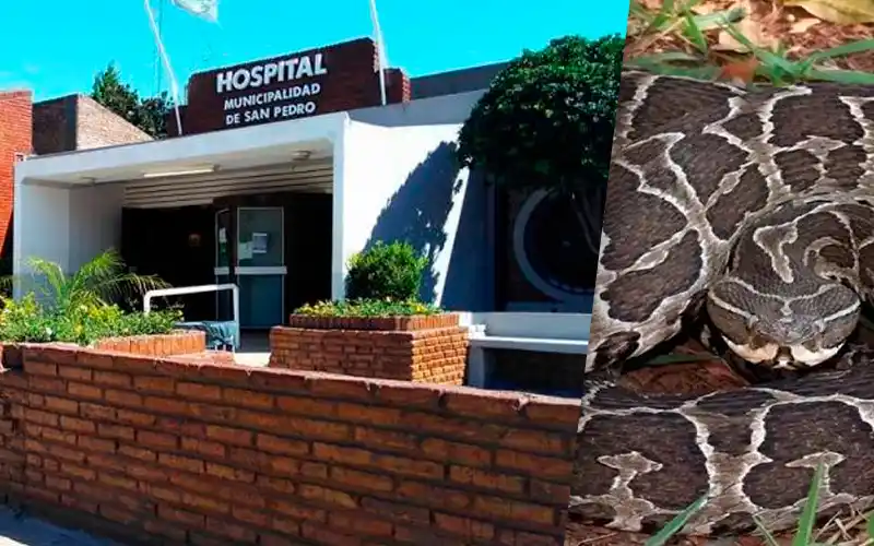 Mordedura de víboras: el Hospital ya cuenta con dosis de suero antiofídico