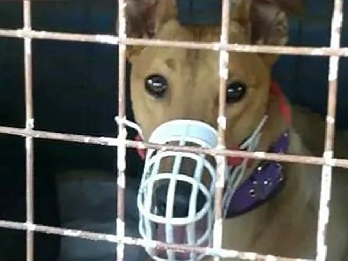 Rescataron 77 perros y demoraron a 150 personas por participar de carreras en Santa Fe