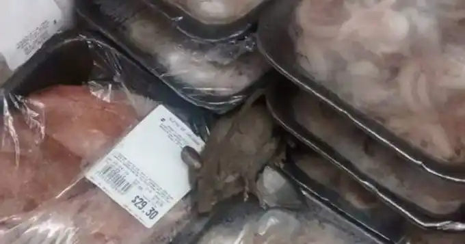 Ratas pasean entre las góndolas de un supermercado