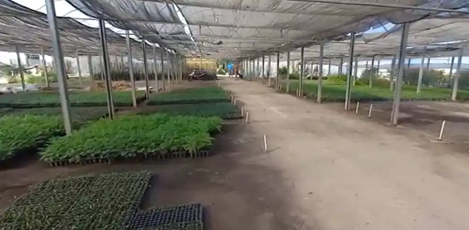 Entraron a robar al vivero Santa Isabel: sacaron la caja fuerte y la abandonaron en el campo