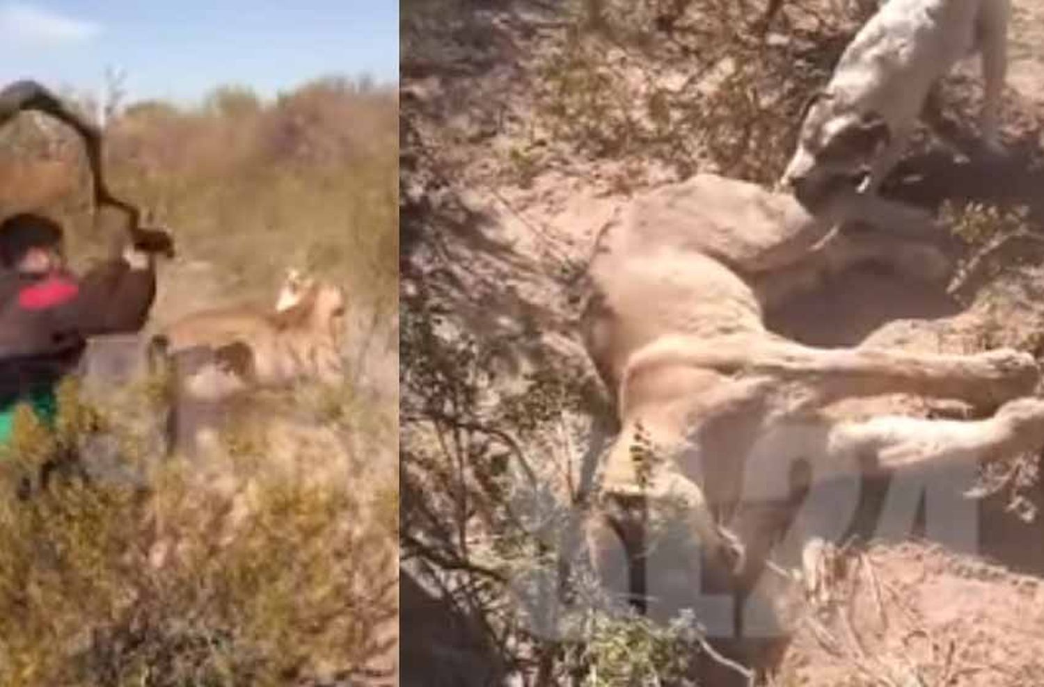 Indignación por el video de un puma cazado a palazos por dos hombres