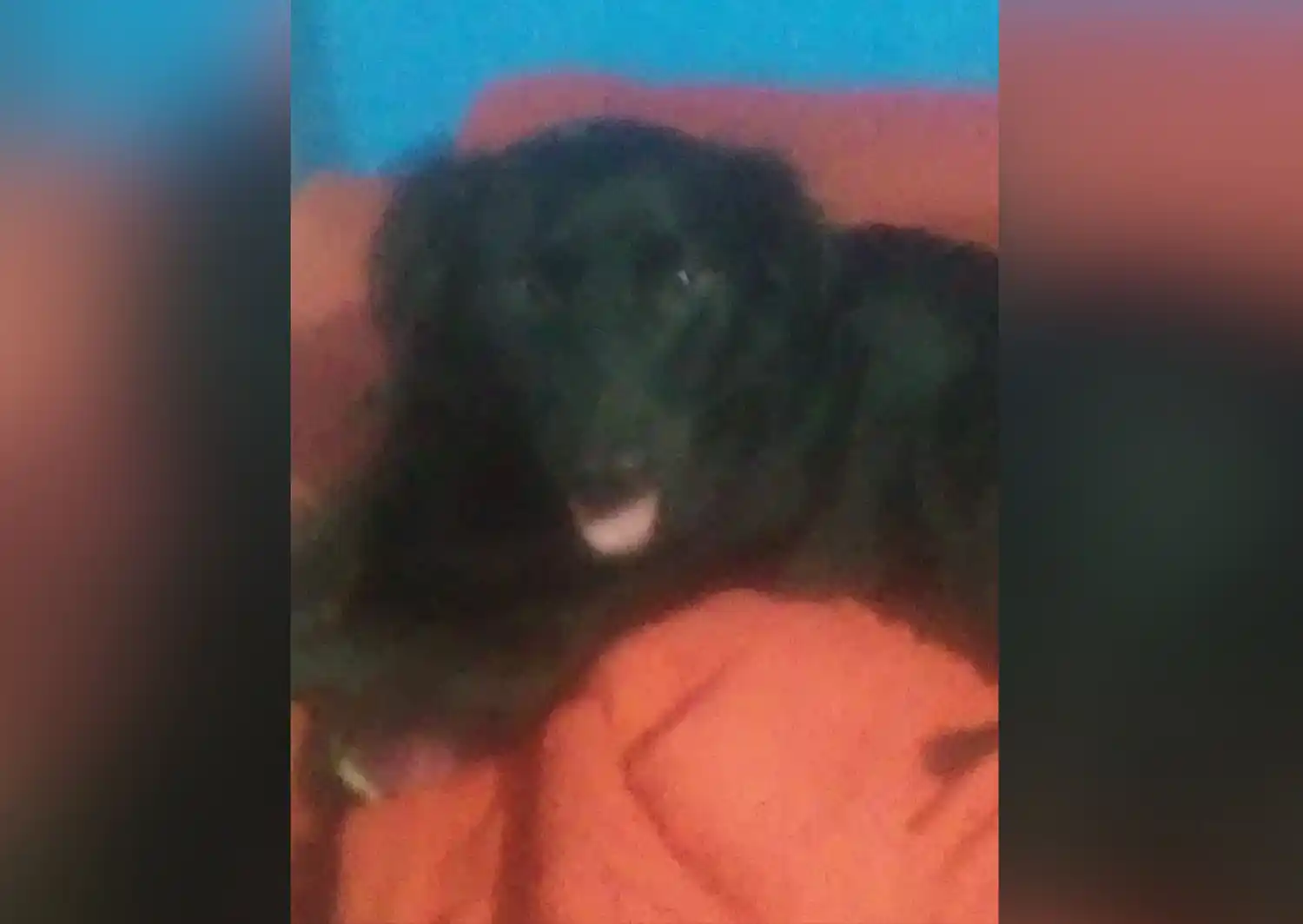 Perro perdido: dueños buscan a Marco