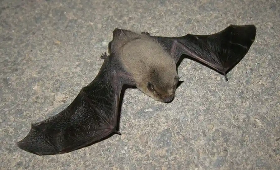 Encuentran murciélago con rabia en Tandil y lanzan operativo de vacunación para perros y gatos