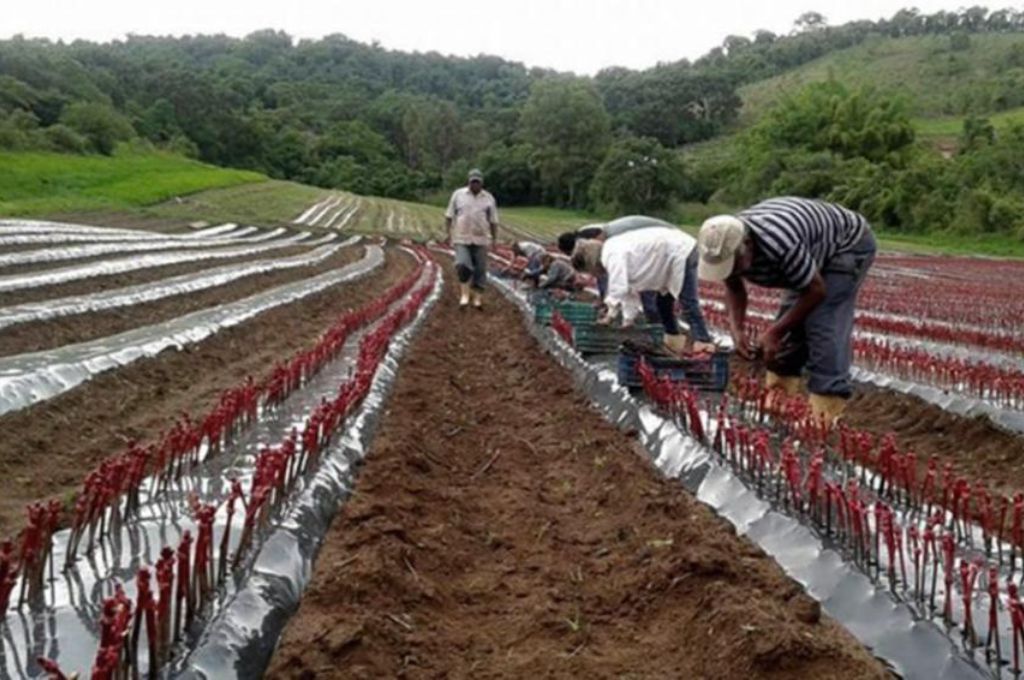 Anunciaron un dólar preferencial y créditos para el sector productivo de las provincias cordilleranas