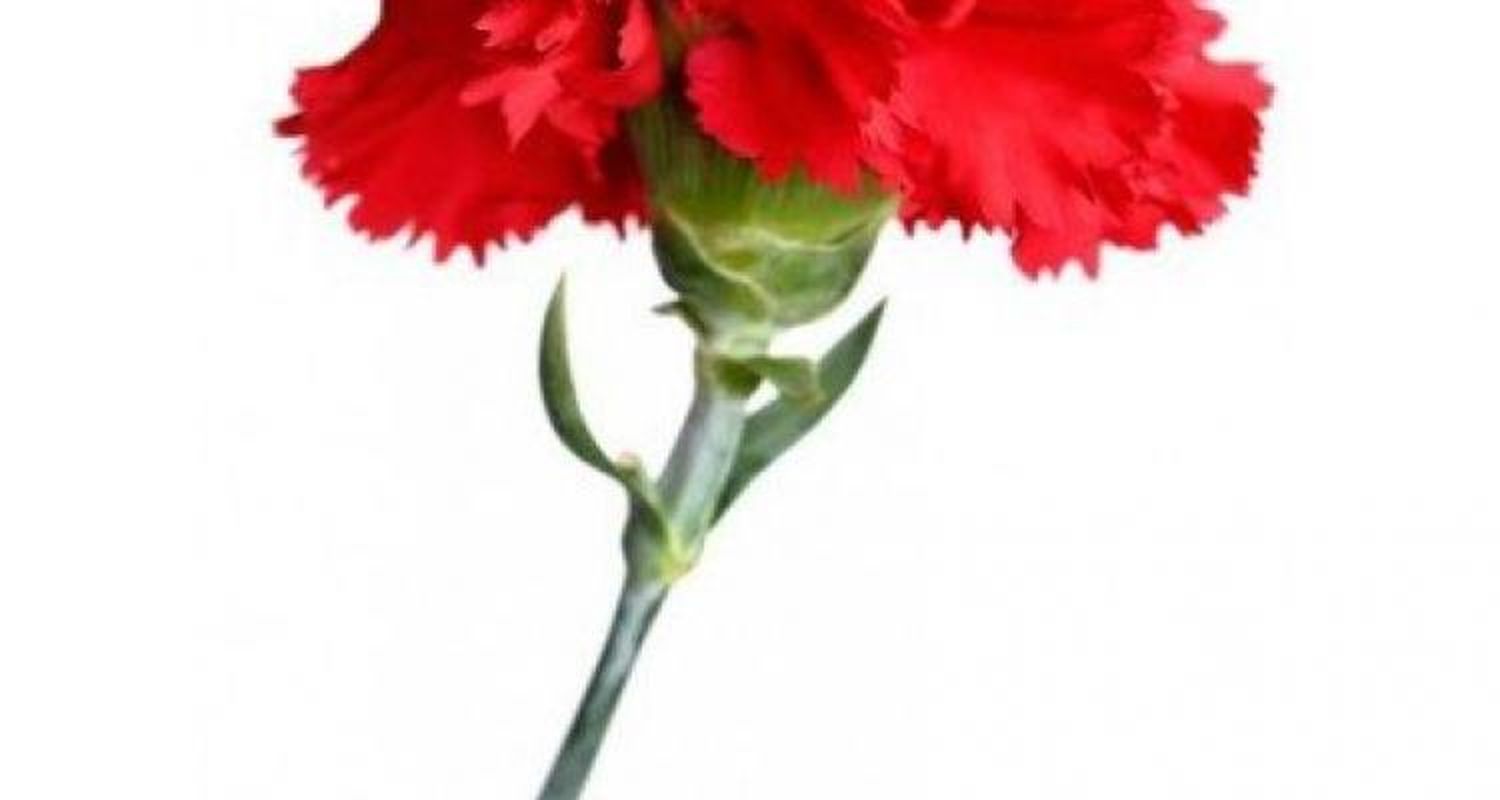 Clavel