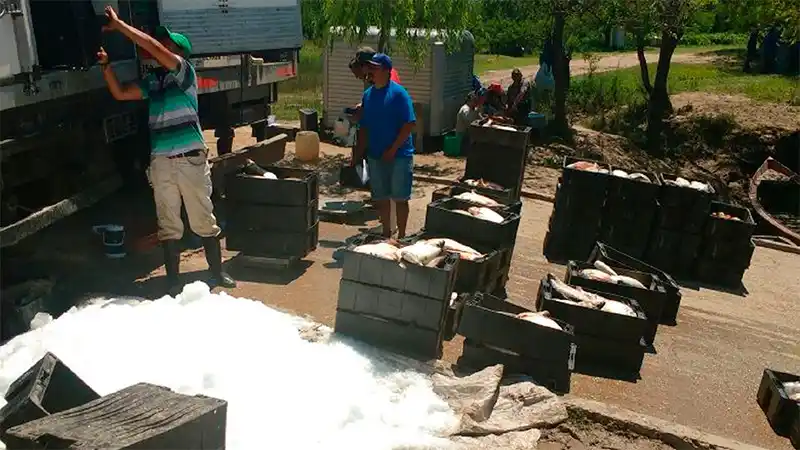 Decomisaron más de 9.000 kilogramos de pescados