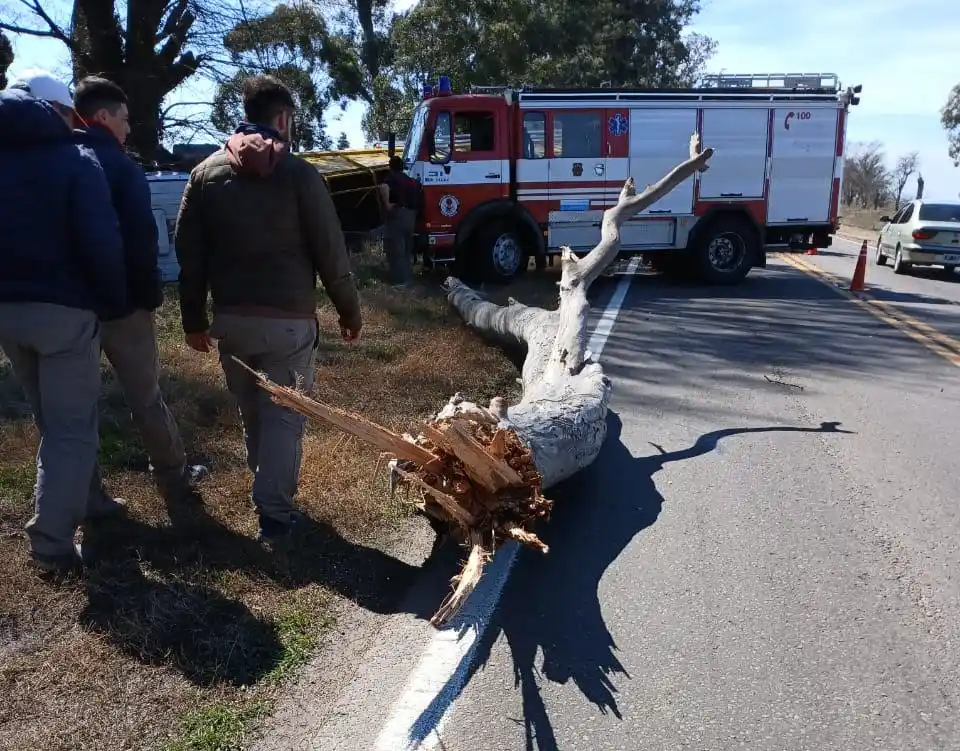 Parte del árbol que cayó sobre la cinta asfáltica y provocó el accidente.