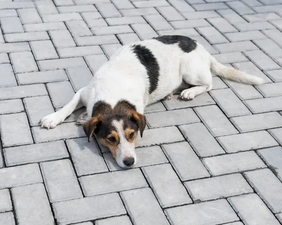 La fortuna que puede costar la caca de perro en la vereda ajena en la ciudad de Buenos Aires