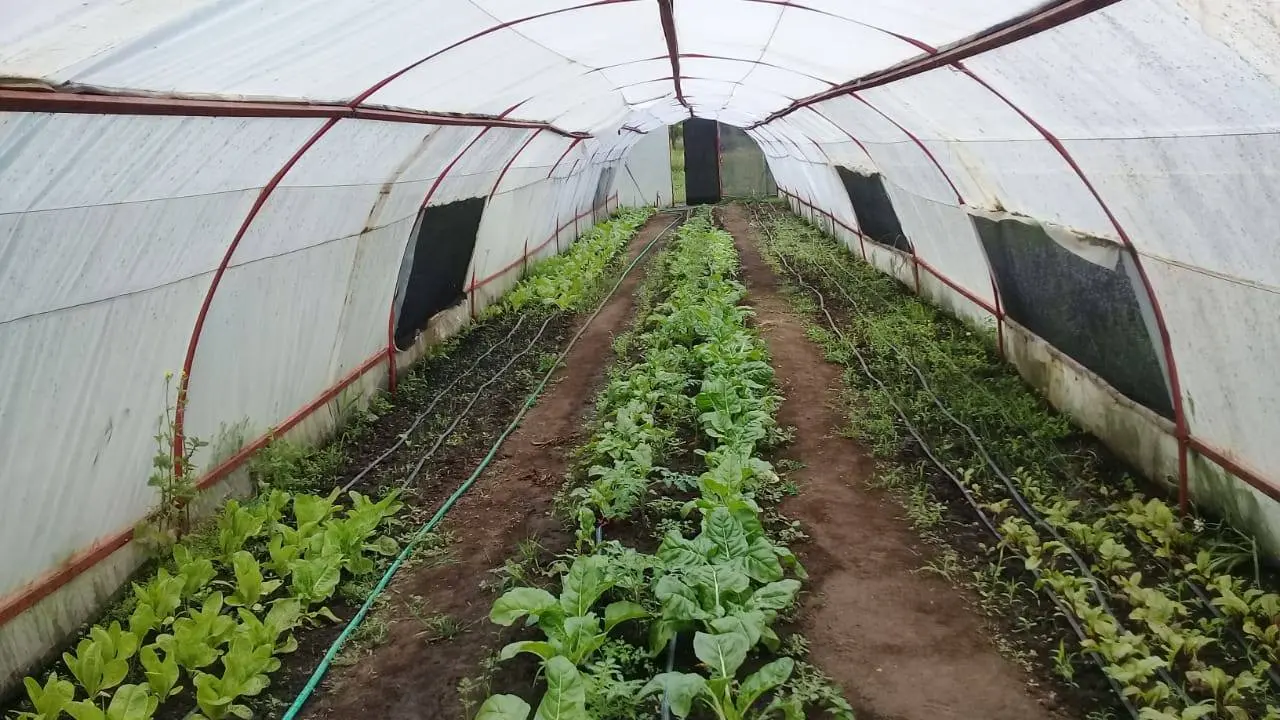 El Vivero Municipal produce verduras, frutas y hortalizas