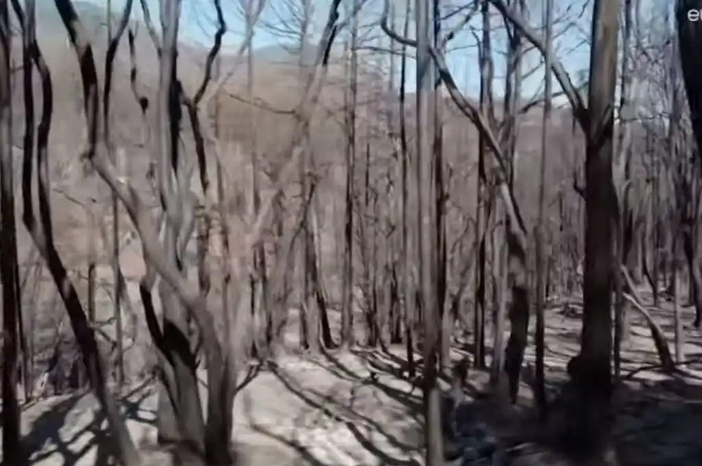 Un banco de semillas, el plan de rescate para los bosques de Argentina