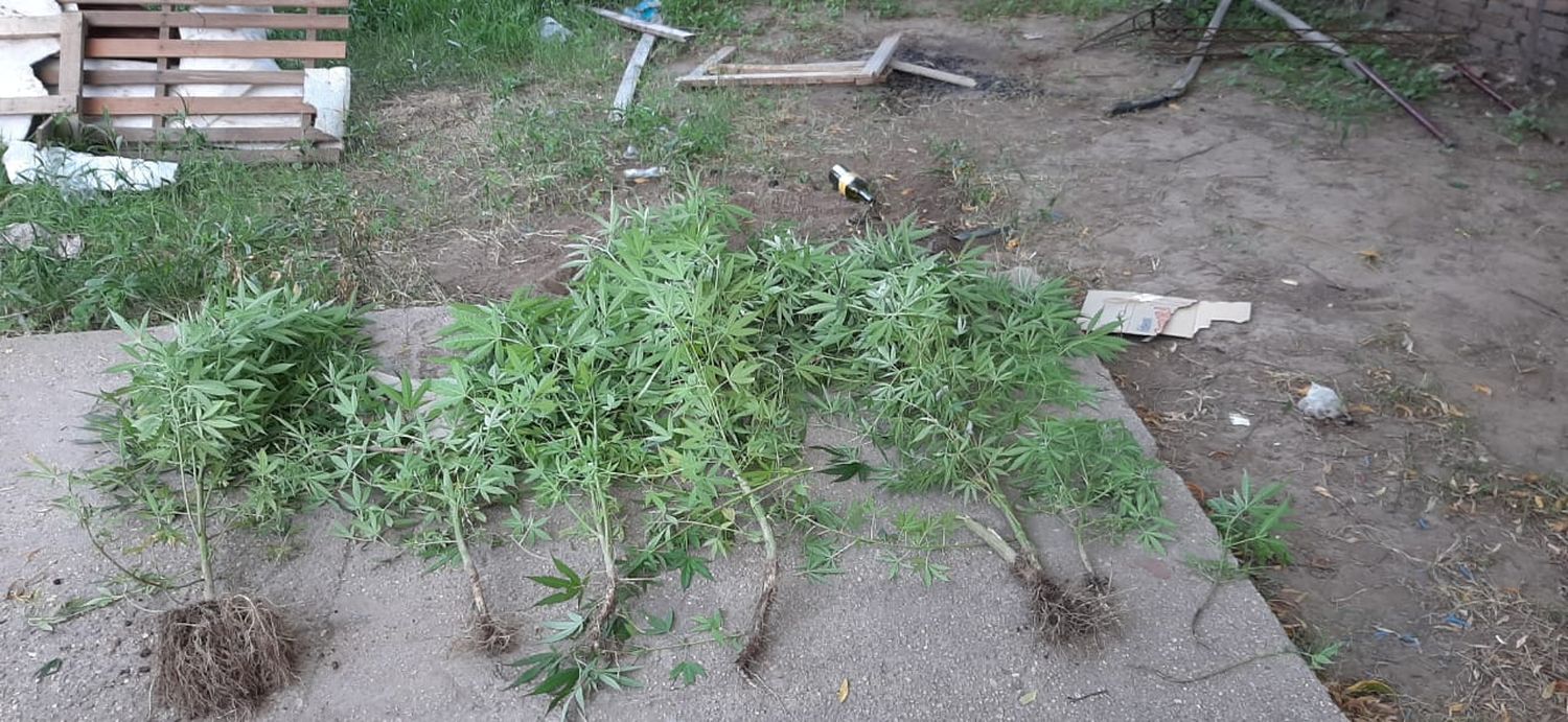 Se secuestraron plantas de Cannabis Sativa, en proceso de secado y picado.