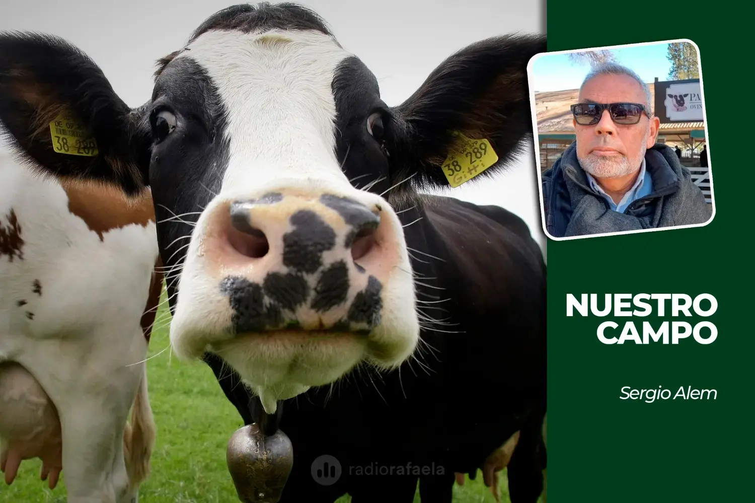 Cañuelas recibió 6.962 animales y la soja cotizó a 525.000 pesos por tonelada