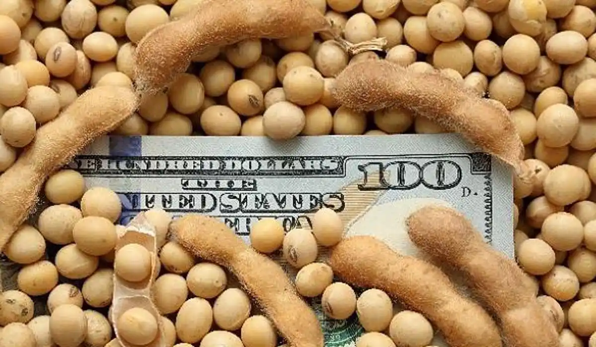 Cerealeras santafesinas: pagan menos impuestos que en otras provincias