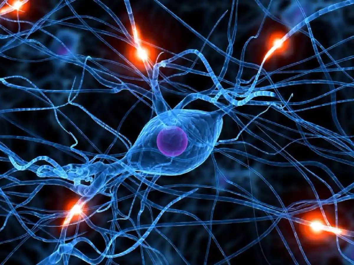 Descubrieron proceso que  previene la muerte neuronal