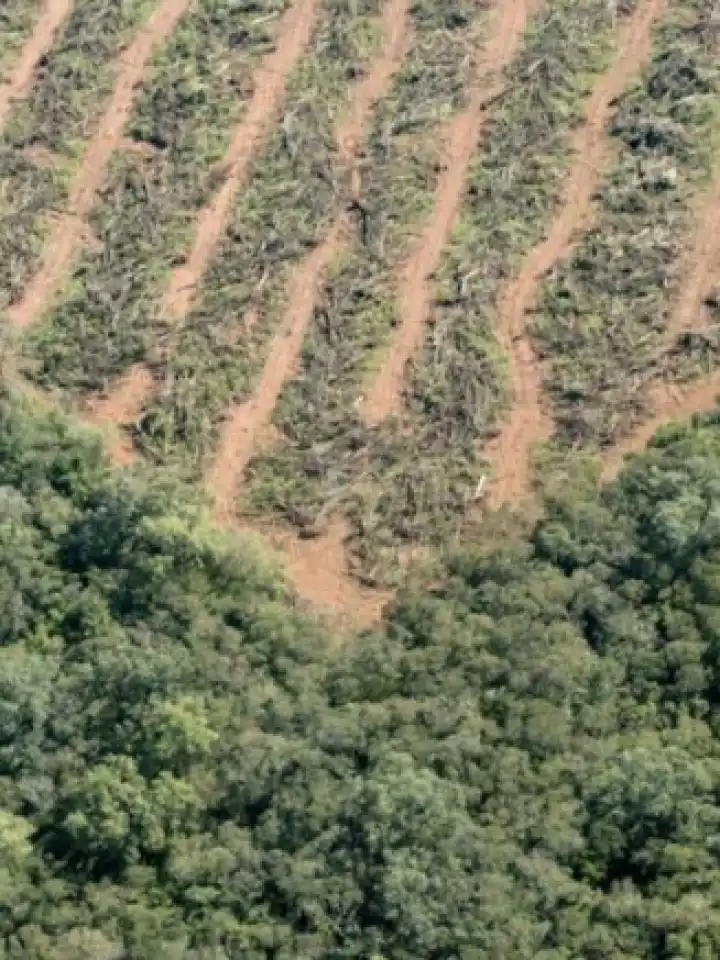 Preocupación por la pérdida de bosques en la cuenca del Gualeguay y sus riesgos ambientales