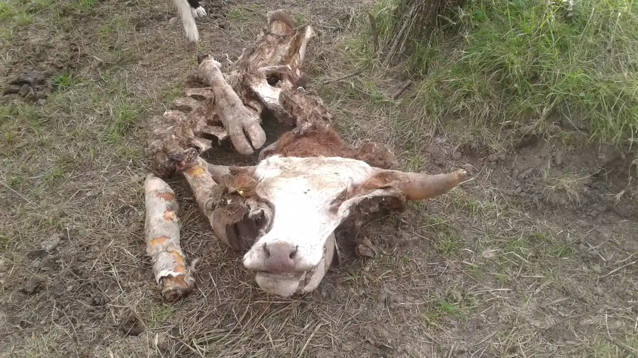 En 15 días, carnearon seis animales en un campo ubicado sobre la Ruta 14